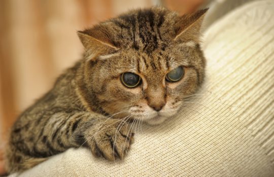 Erblindet meine Katze? Tipps und Tricks für den richtigen Umgang mit blinden Katzen.
