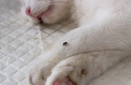 Zeckenzangen & Zeckenhaken für Katzen