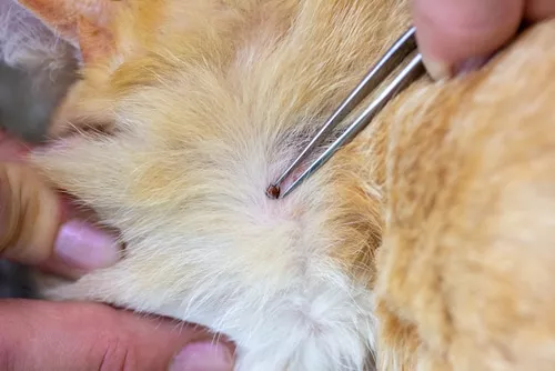 Parasiten bei der katze