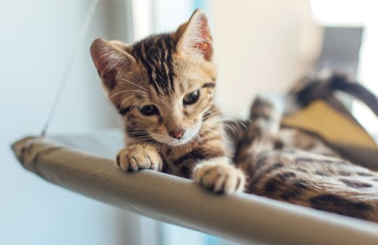 Fensterliege für Katzen: Unterhaltungsprogramm für Stubentiger