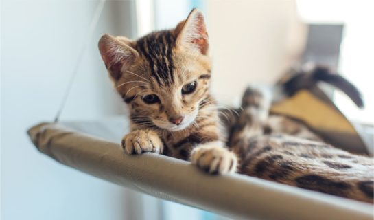Fensterliege für Katzen: Unterhaltungsprogramm für Stubentiger