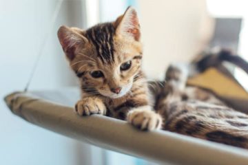 Fensterliege für Katzen: Unterhaltungsprogramm für Stubentiger