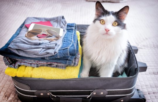 Wohin mit der Katze in der Urlaubszeit?