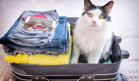 Wohin mit der Katze in der Urlaubszeit?