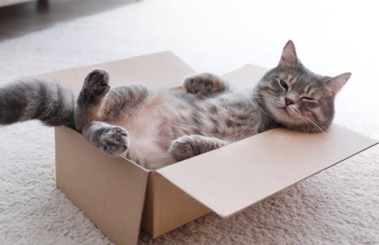 Warum lieben Katzen Kartons und Kisten?