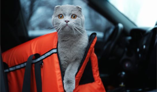 Sleepypod: Kombi aus Katzenbett & Transporttasche
