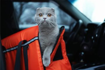Sleepypod: Kombi aus Katzenbett & Transporttasche