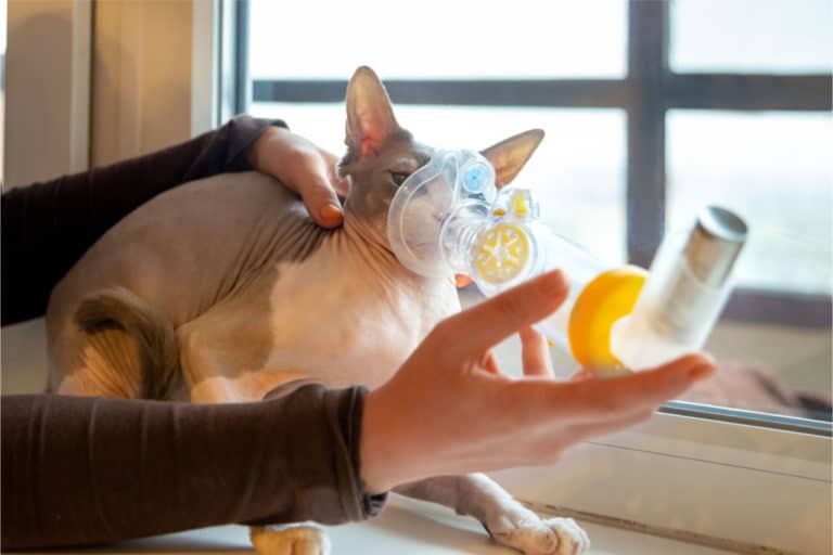 Beruhigungsmittel für Katzen Sanfte Beruhigung der Katze