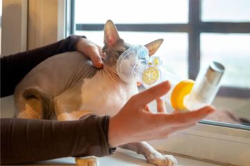 Felines Asthma bei Katzen