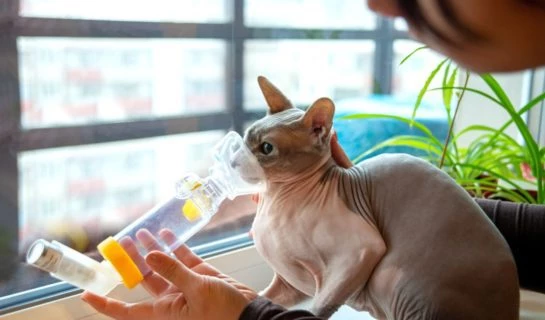 Katzen mit Asthma an Inhalationstherapie gewöhnen