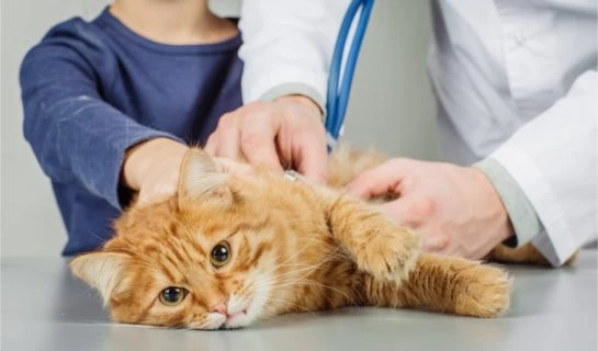 Die häufigsten Katzenkrankheiten im Alter