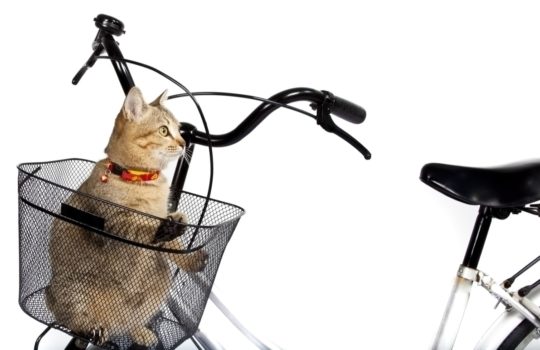 Katze mit Fahrrad transportieren: Aber wie?