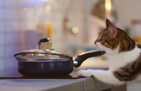 Unterschätzte Gefahr für Katzen durch heiße Herdplatte