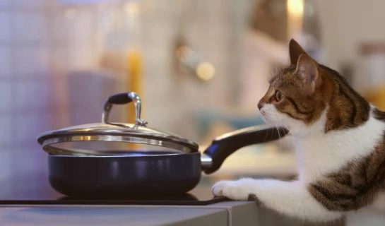 Unterschätzte Gefahr für Katzen durch heiße Herdplatte