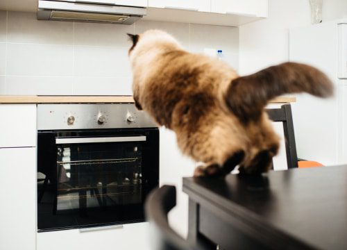 Katze springt auf Herd