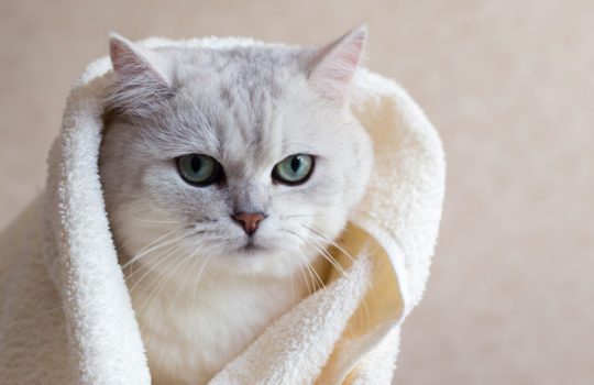Rückhaltetaschen und Pflegetaschen für Katzen