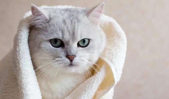 Rückhaltetaschen und Pflegetaschen für Katzen