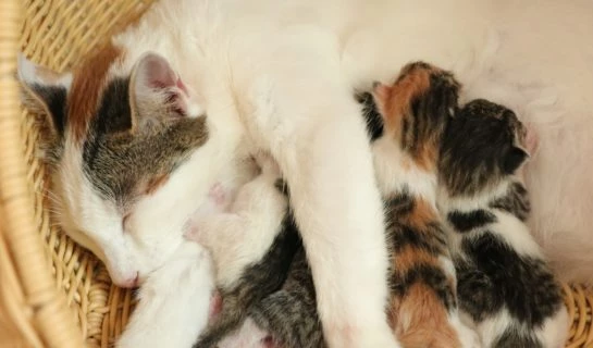 Trächtigkeit bei Katzen erkennen – Wie kann ich ihr jetzt helfen?