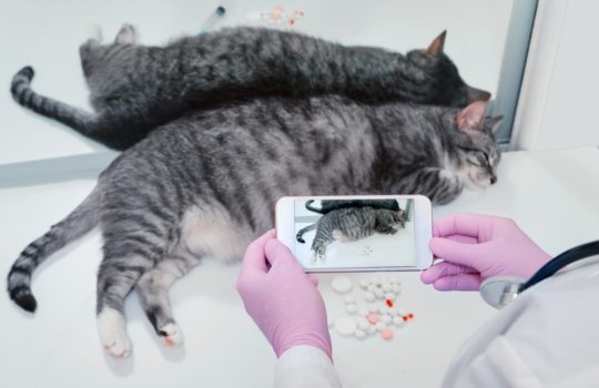 Mit der Katze zum Online-Tierarzt? Sprechstunde per Videochat