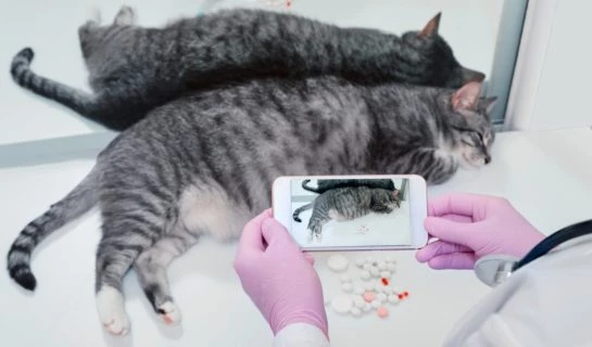 Mit der Katze zum Online-Tierarzt? Sprechstunde per Videochat