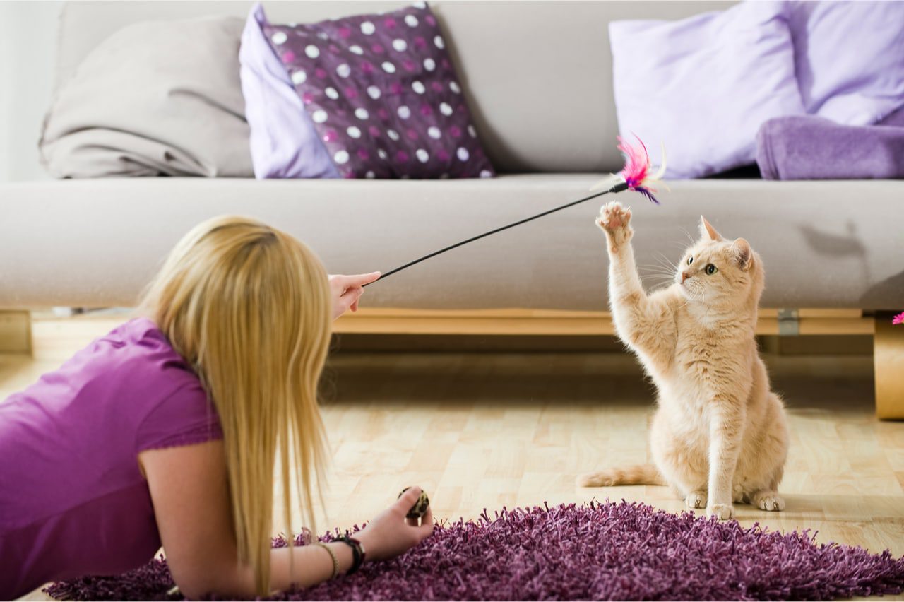 Katzenbetreuung vor Ort buchen