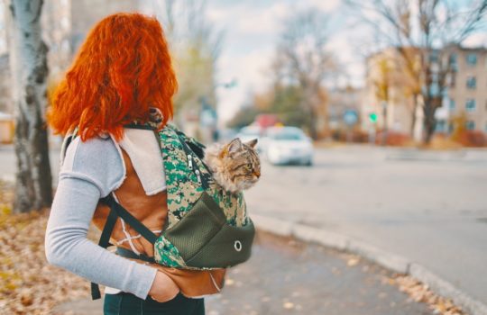 Sling Carrier für den Transport von Katzen