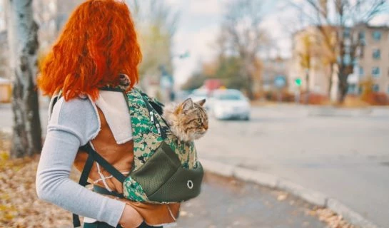 Sling Carrier für den Transport von Katzen
